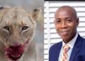 Lion kills its caregiver of nine years at the Obafemi  Awolowo University, Ile-Ife, Osun State, Southwest Nigeria.