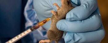 Nigeria records 84 deaths, 2,621 Lassa fever cases in seven weeks – NCDC