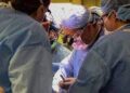 SURGEONS SUCCESSFULLY TRANSPLANT GENETICALLY MODIFIED PIG KIDNEY INTO PATIENT