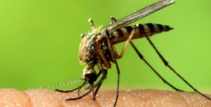 WORLD MALARIA DAY 2024: ACCELERATING THE FIGHT AGAINST MALARIA FOR A MORE EQUITABLE WORLD