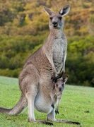 KANGAROO MOTHER CARE METHOD BEST METHOD TO SAVE PREMATURE BABIES’ LIVES – PAEDIATRICIAN