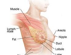 DEVELOPING BREASTS BEFORE EIGHT YEARS ABNORMAL – PAEDIATRICIANS