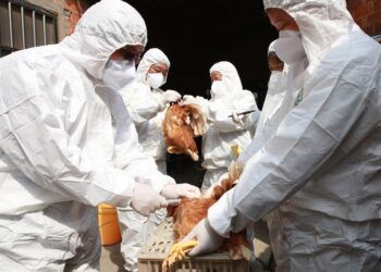 A HUMAN CASE OF HIGHLY PATHOGENIC AVIAN INFLUENZA VIRUS INFECTION IN THE UNITED STATES