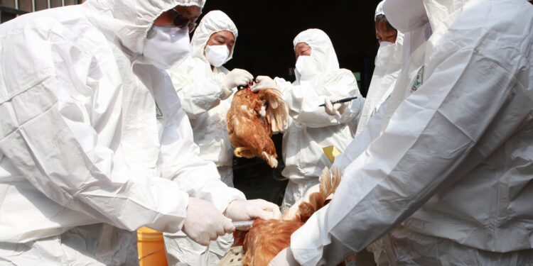 A HUMAN CASE OF HIGHLY PATHOGENIC AVIAN INFLUENZA VIRUS INFECTION IN THE UNITED STATES