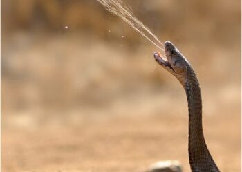 TROPICAL DISEASE EXPERTS URGE FG TO ADDRESS EFFECTS OF PESTICIDES AND SNAKEBITES