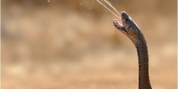 TROPICAL DISEASE EXPERTS URGE FG TO ADDRESS EFFECTS OF PESTICIDES AND SNAKEBITES