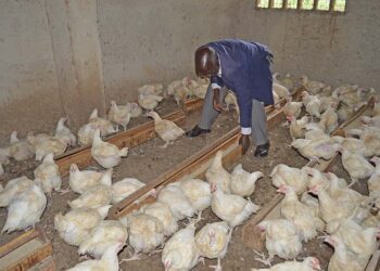 NIGERIA LOSES N4.5BN ANNUALLY TO NEWCASTLE DISEASE, VETERINARY ASSOCIATION REVEALS