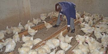 NIGERIA LOSES N4.5BN ANNUALLY TO NEWCASTLE DISEASE, VETERINARY ASSOCIATION REVEALS