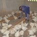 NIGERIA LOSES N4.5BN ANNUALLY TO NEWCASTLE DISEASE, VETERINARY ASSOCIATION REVEALS