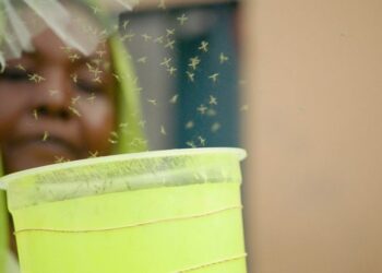 GMO MOSQUITOES RELEASED IN DJIBOUTI TO FIGHT MALARIA