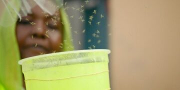 GMO MOSQUITOES RELEASED IN DJIBOUTI TO FIGHT MALARIA