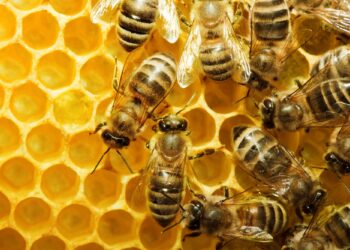 WORLD BEE DAY – 20 MAY