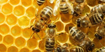 WORLD BEE DAY – 20 MAY