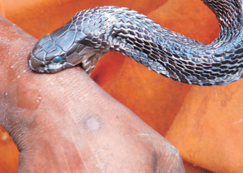 GOMBE URGES FG TO BOOST ANTIVENOM PRODUCTION TO TREAT SNAKE BITES