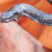 GOMBE URGES FG TO BOOST ANTIVENOM PRODUCTION TO TREAT SNAKE BITES