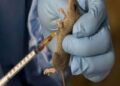 LASSA FEVER: NCDC RECORDS 6,902 SUSPECTED CASES IN SIX MONTHS