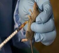 LASSA FEVER: NCDC RECORDS 6,902 SUSPECTED CASES IN SIX MONTHS