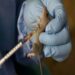 LASSA FEVER: NCDC RECORDS 6,902 SUSPECTED CASES IN SIX MONTHS
