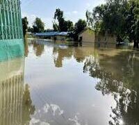 Crocodiles and snakes ‘washed into communities’ as flood hits Nigerian zoo.