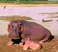 HIPPOPOTAMUS KILLS EMIR’S GUARD IN KEBBI STATE