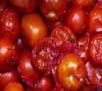 DON’T USE ROTTEN TOMATOES TO PREPARE FOOD, EXPERTS WARN