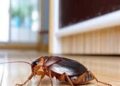 WAYS OF PROTECTING YOUR HOUSE AGAINST COCKROACHES AND THEIR HEALTH EFFECTS.