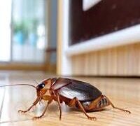 WAYS OF PROTECTING YOUR HOUSE AGAINST COCKROACHES AND THEIR HEALTH EFFECTS.