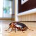 WAYS OF PROTECTING YOUR HOUSE AGAINST COCKROACHES AND THEIR HEALTH EFFECTS.