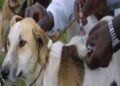 OYO STATE MOVES AGAINST RABIES, MANDATES RESIDENTS TO VACCINATE DOGS, CATS