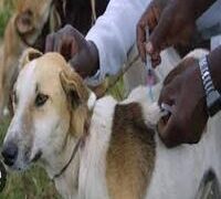 OYO STATE MOVES AGAINST RABIES, MANDATES RESIDENTS TO VACCINATE DOGS, CATS