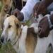 OYO STATE MOVES AGAINST RABIES, MANDATES RESIDENTS TO VACCINATE DOGS, CATS
