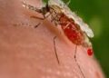 Malaria killed 597,000 people in 2023 – WHO
