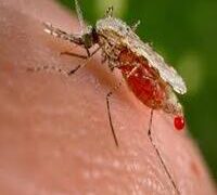 Malaria killed 597,000 people in 2023 – WHO