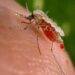 Malaria killed 597,000 people in 2023 – WHO