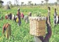 BENUE STATE FARMER SLUMPS, DIES OVER FALSE ALARM