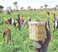BENUE STATE FARMER SLUMPS, DIES OVER FALSE ALARM