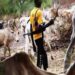 SUSPECTED HERDERS KILL THREE IN BENUE STATE.