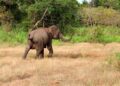 ELEPHANT INVADES OYO STATE COMMUNITY, KILLS ONE.