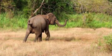 ELEPHANT INVADES OYO STATE COMMUNITY, KILLS ONE.