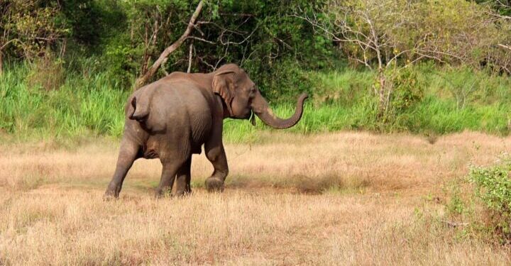 ELEPHANT INVADES OYO STATE COMMUNITY, KILLS ONE.