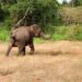 ELEPHANT INVADES OYO STATE COMMUNITY, KILLS ONE.