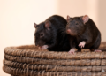 LASSA FEVER: DEATH TOLL HITS 191.