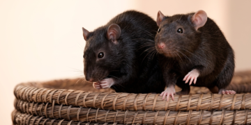 LASSA FEVER: DEATH TOLL HITS 191.
