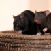 LASSA FEVER: DEATH TOLL HITS 191.