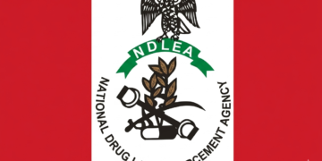 NDLEA UNCOVERS 498KG CANNABIS HIDDEN IN EDO STATE SHRINE
