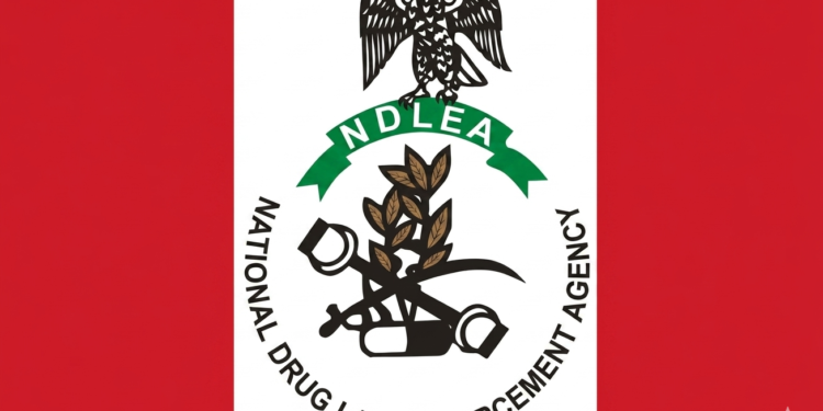 NDLEA UNCOVERS 498KG CANNABIS HIDDEN IN EDO STATE SHRINE