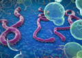 DANGER SPOTS FOR EBOLA FEVER INFECTION.